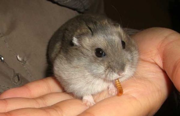 三线仓鼠寿命多长?