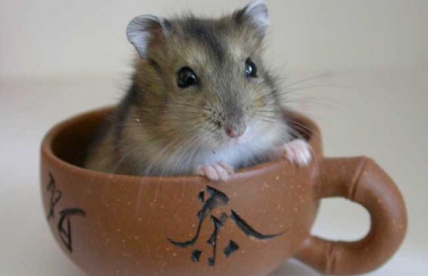 三线仓鼠寿命多长?