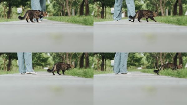 夏季公园阳光明媚的日子,主人牵着宠物猫散步,愉快的户外活动,宠物陪伴的生活方式。