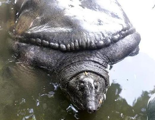 鼋---国家一级保护动物