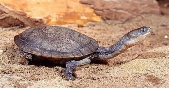 关于新几内亚龟和北新几内亚龟的介绍以及区别