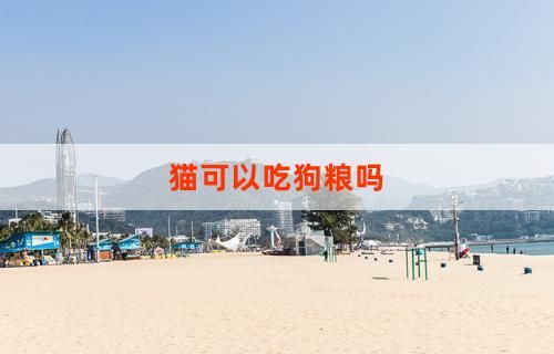 猫可以吃狗粮吗