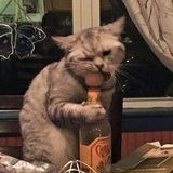 光的波粒二象性