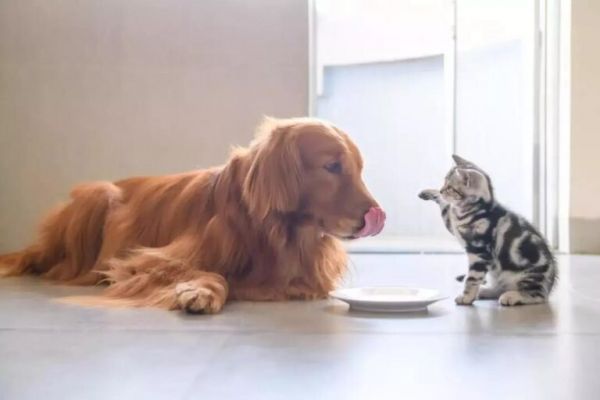 猫粮和狗粮5大区别,网友看了:简单明了