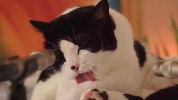 猫粮和狗粮5大区别,网友看了:简单明了