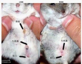 辨别仓鼠性别，轻松掌握宠物知识。