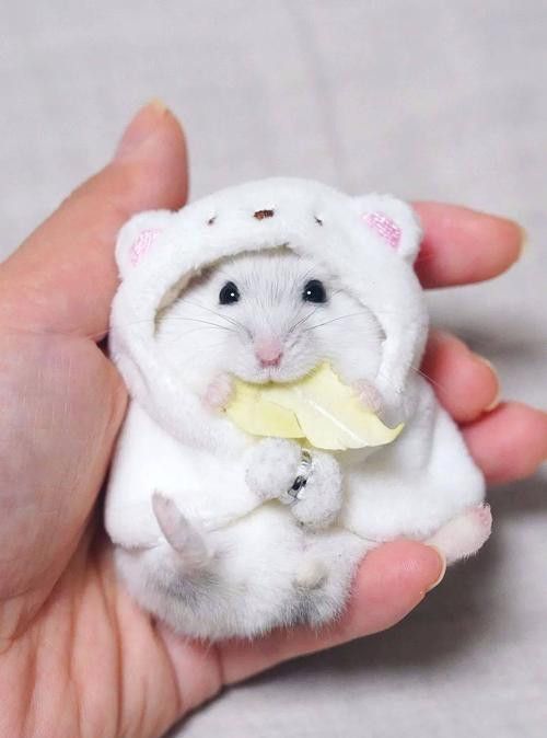 宠物仓鼠意味着什么 动物 第1张