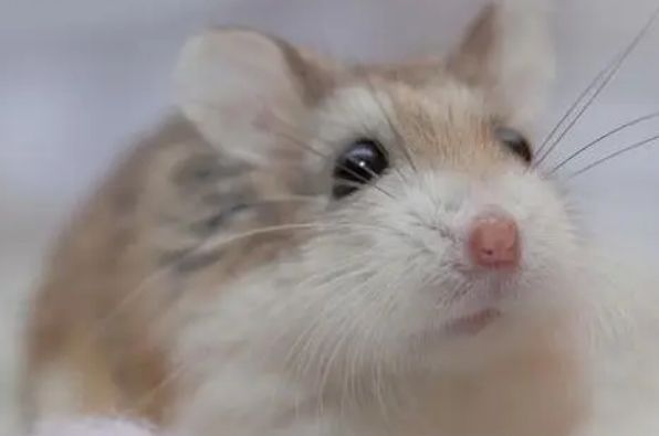 公婆仓鼠颜值高寿命长，但饲养它们一定要克服这些