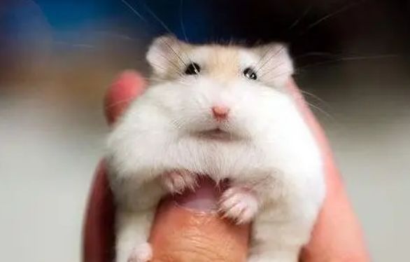 公婆仓鼠颜值高寿命长，但饲养它们一定要克服这些