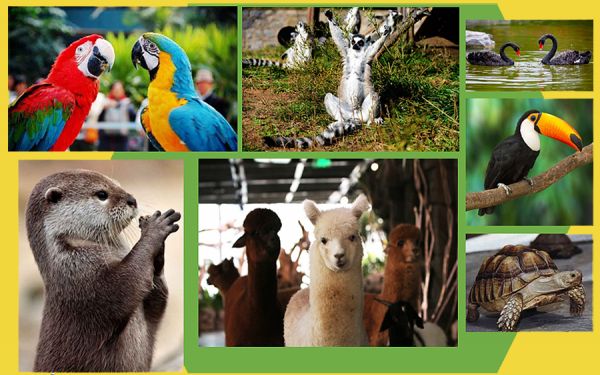 青岛噜噜世界萌宠宠物乐园