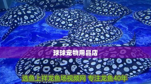 球球宠物用品店