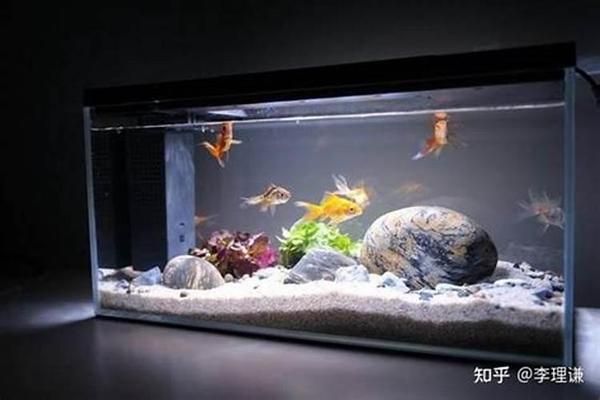 球球宠物用品店