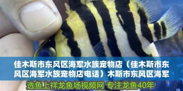 佳木斯市东风区海军水族宠物店（佳木斯市东风区海军水族宠物店电话）木斯市东风区海军水族宠物店，专业水族宠物服务，电话咨询直达