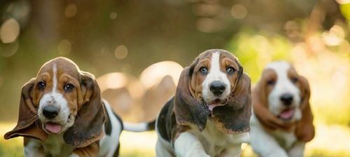 如何让你的宠物狗狗身体更强壮？（用正确的饮食、锻炼和护理）