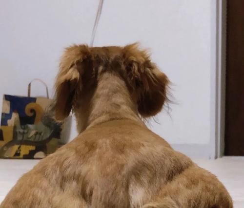 如何让你的宠物狗狗身体更强壮？（用正确的饮食、锻炼和护理）