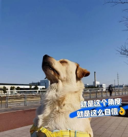 如何让你的宠物狗狗身体更强壮？（用正确的饮食、锻炼和护理）