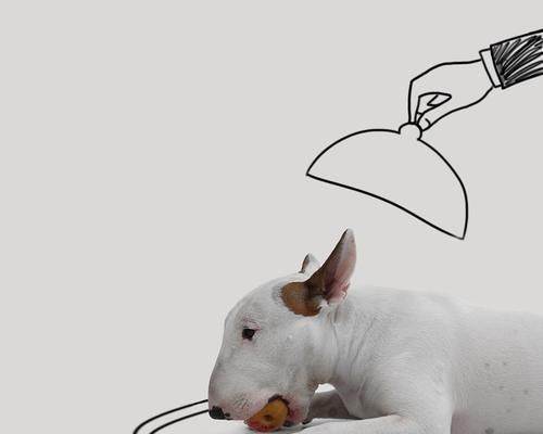 爱犬健康生活攻略（以体育锻炼为核心的宠物生活指南）