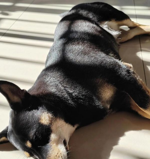 爱犬健康生活攻略（以体育锻炼为核心的宠物生活指南）