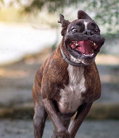 爱犬健康生活攻略（以体育锻炼为核心的宠物生活指南）