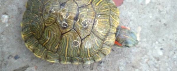 乌龟壳变软会不会死