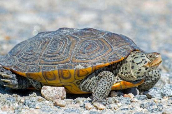 乌龟壳变软会不会死