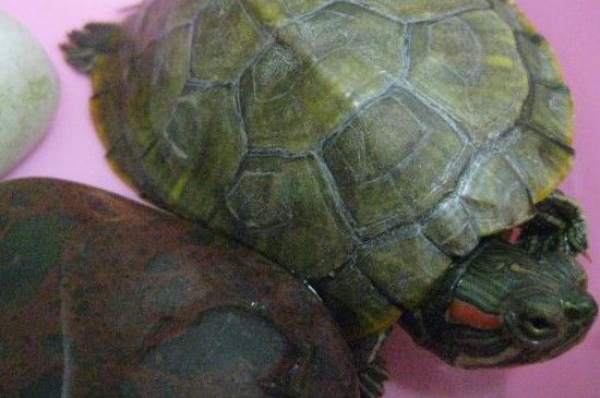 乌龟壳变软会不会死