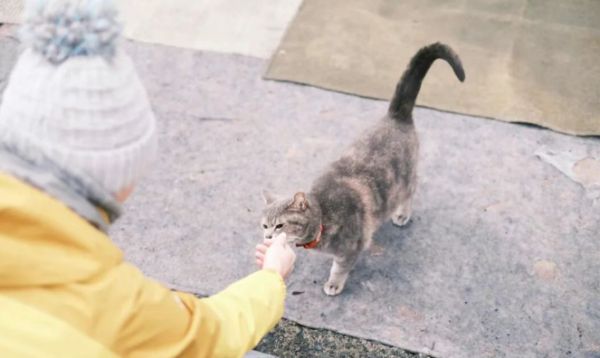 宠物食品是预制菜吗？