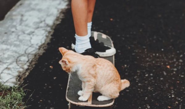 宠物食品是预制菜吗？