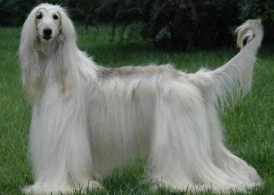 世界上十大毛最长的名犬，毛最多的狗狗都有哪些？阿富汗猎犬观赏性高、马尔济斯犬端庄高雅(图1)
