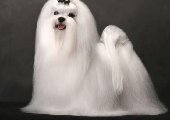 世界上十大毛最长的名犬，毛最多的狗狗都有哪些？阿富汗猎犬观赏性高、马尔济斯犬端庄高雅(图2)