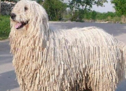 世界上十大毛最长的名犬，毛最多的狗狗都有哪些？阿富汗猎犬观赏性高、马尔济斯犬端庄高雅(图3)