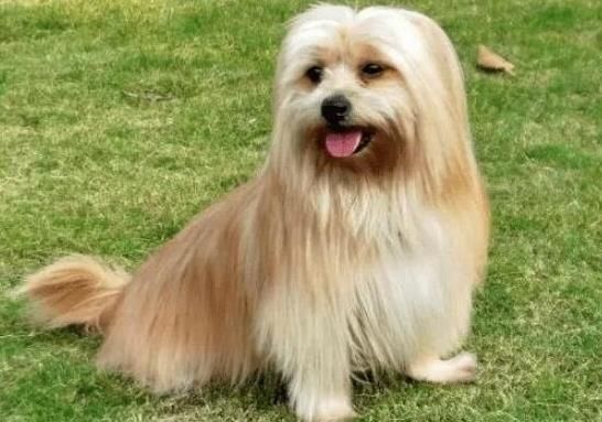 世界上十大毛最长的名犬，毛最多的狗狗都有哪些？阿富汗猎犬观赏性高、马尔济斯犬端庄高雅(图4)