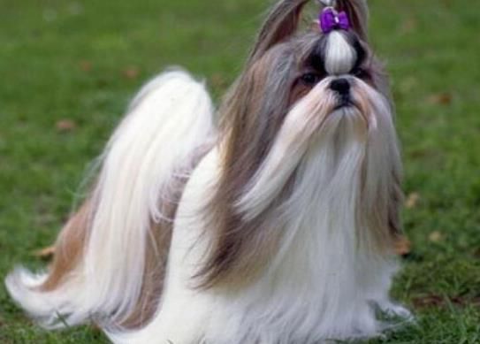 世界上十大毛最长的名犬，毛最多的狗狗都有哪些？阿富汗猎犬观赏性高、马尔济斯犬端庄高雅(图5)