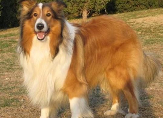 世界上十大毛最长的名犬，毛最多的狗狗都有哪些？阿富汗猎犬观赏性高、马尔济斯犬端庄高雅(图6)