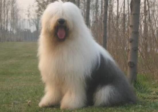 世界上十大毛最长的名犬，毛最多的狗狗都有哪些？阿富汗猎犬观赏性高、马尔济斯犬端庄高雅(图7)