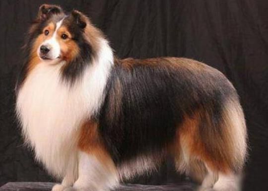 世界上十大毛最长的名犬，毛最多的狗狗都有哪些？阿富汗猎犬观赏性高、马尔济斯犬端庄高雅(图8)