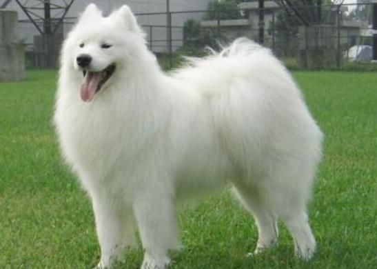 世界上十大毛最长的名犬，毛最多的狗狗都有哪些？阿富汗猎犬观赏性高、马尔济斯犬端庄高雅(图9)