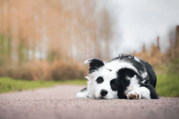 外国流行的小型宠物犬有哪些，外国流行的小型宠物犬有哪些品种