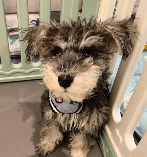 雪纳瑞4个月狗粮喂养指南（狗粮的种类、用量和喂养次数，让你轻松成为贴心的主人）