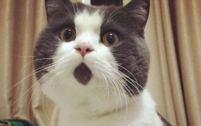 惊讶猫是什么猫？怎么养？