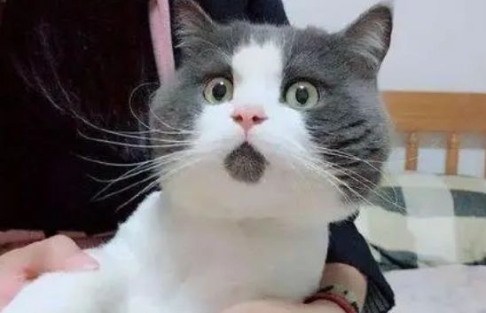 惊讶猫是什么猫？怎么养？