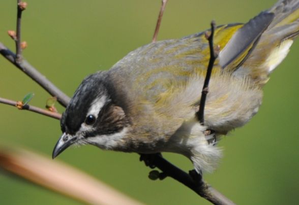 今日科普：白头鹎能笼养吗？