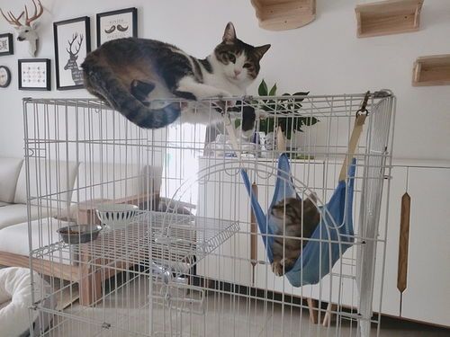 宠物猫怎么笼养
