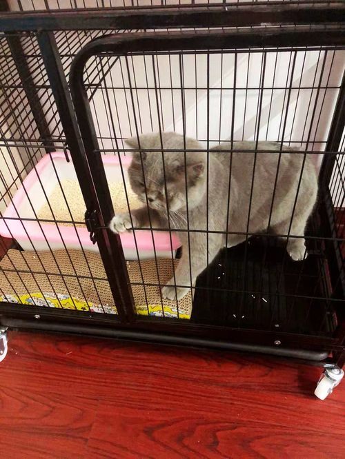宠物猫怎么笼养好呢