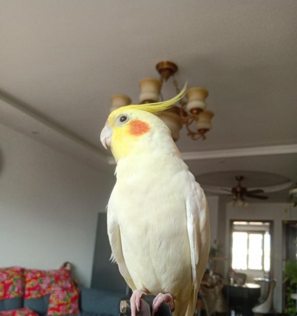 选择适合笼养的鸟类（挑选合适鸟类笼养的关键因素及常见鸟类推荐）