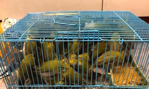 选择适合笼养的鸟类（挑选合适鸟类笼养的关键因素及常见鸟类推荐）