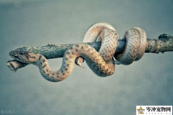 哪种蛇直接生小蛇