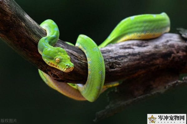 哪种蛇直接生小蛇