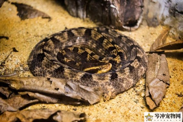 哪种蛇直接生小蛇