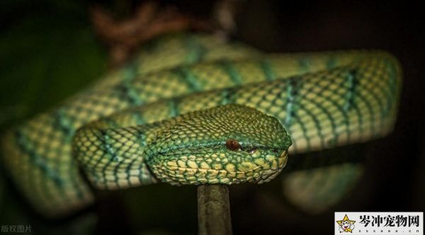 哪种蛇直接生小蛇